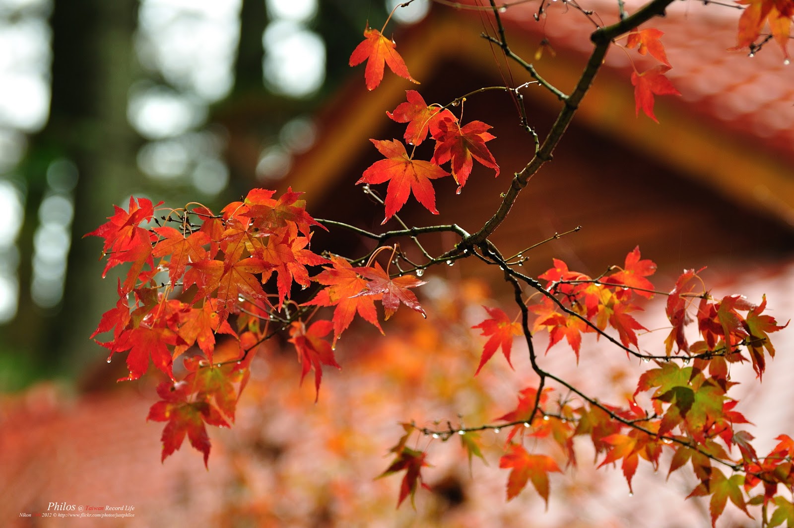 [Taichung] Fushoushan Farm Songlu Villa Autumn Maples