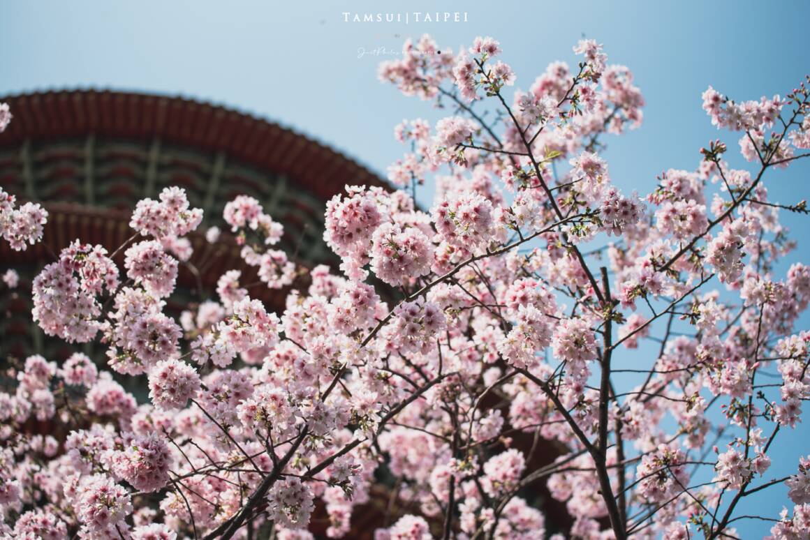 [Taipei] Tamsui Tianyuan Temple Cherry Blossom Viewing! 2024 Tianyuan Temple Cherry Blossom Status and Transportation Guide